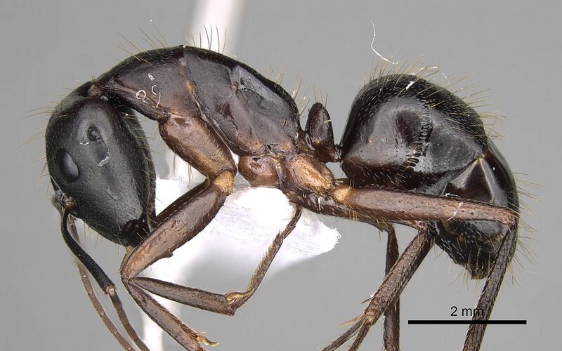 File:Camponotus ionius casent0906054 p 1 high.jpg