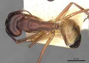 Camponotus thoracicus casent0910251 d 1 high.jpg