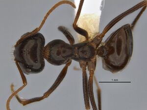 Melophorus prominens minor top ANIC32-900142.jpg