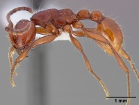 Neivamyrmex nigrescens casent0005332 profile 1.jpg