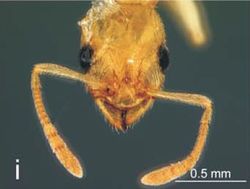 Nesomyrmex cederbergensis H.jpg