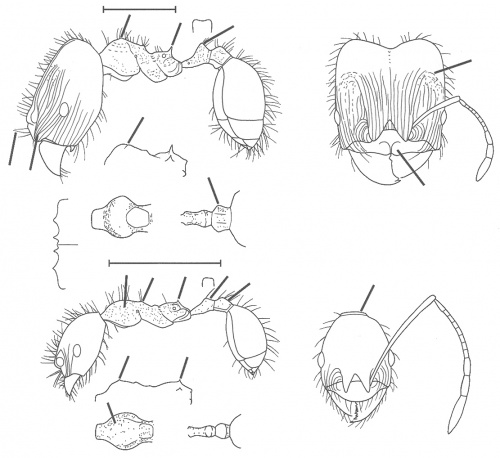 Pheidole celaena Wilson 2003.jpg