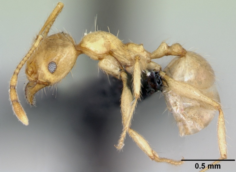 File:Pheidole pallidula casent0080858 profile 1.jpg