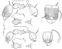 Pheidole pinicola Wilson 2003.jpg