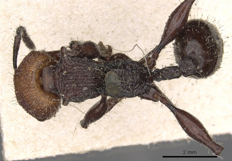 File:Podomyrma ruficeps casent0901394 d 1 high.jpg