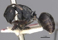 Polyrhachis phryne casent0901972 p 1 high.jpg