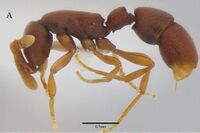 Probolomyrmex cegua F15A.jpg