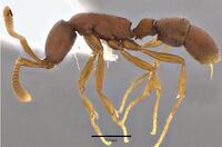 Probolomyrmex kelleri F21A.jpg