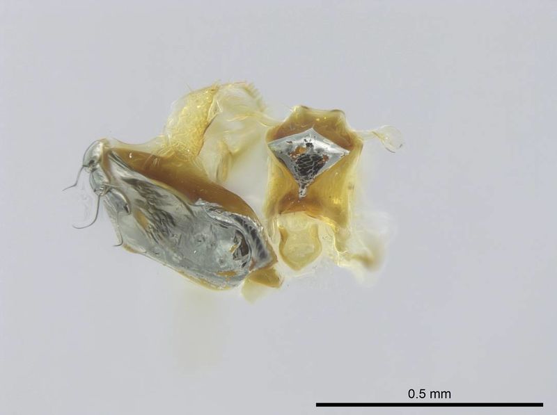 File:Stigmatomma bolabola casent0034744 p 22 high.jpg