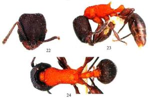 Zhou et al. 2010 T leyeensis.jpg