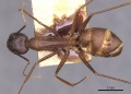 Camponotus carin casent0905251 d 1 high.jpg