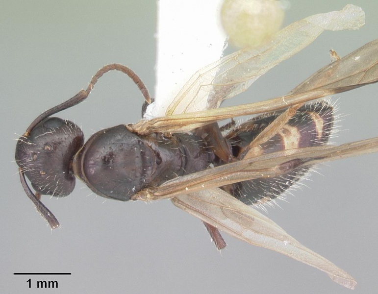 File:Camponotus sexguttatus casent0103708 dorsal 1.jpg