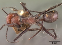 Cataglyphis bicolor seticornis casent0102112 dorsal 1.jpg