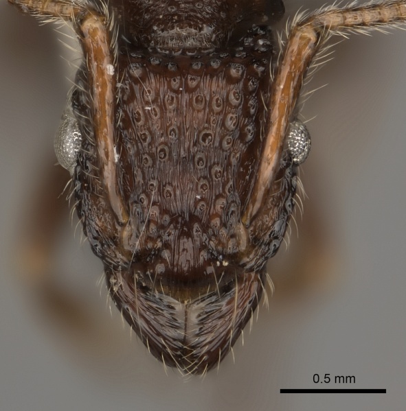 File:Gnamptogenys binghamii casent0217482 h 1 high.jpg