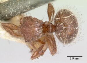 Meranoplus radamae casent0101634 head 1.jpg