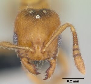 Monomorium chnodes casent0026444 head 1.jpg