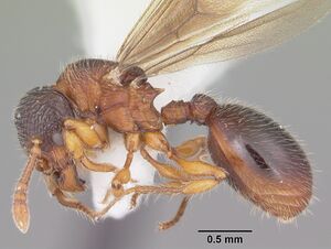 Myrmecina americana casent0104119 profile 1.jpg