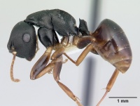 Phasmomyrmex wolfi casent0178250 profile 1.jpg