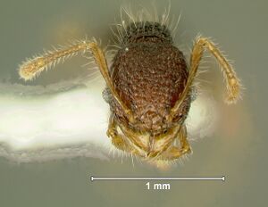 Pheidole-sayapensisHm6.3.jpg