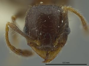 Pheidole chalcoides casent0624252 h 1 high.jpg