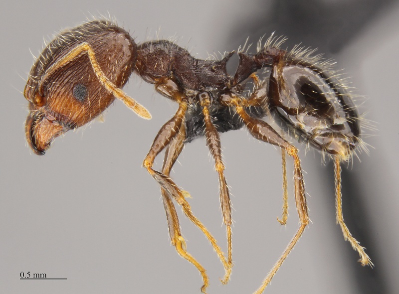 File:Pheidole clydei soldier hal.jpg