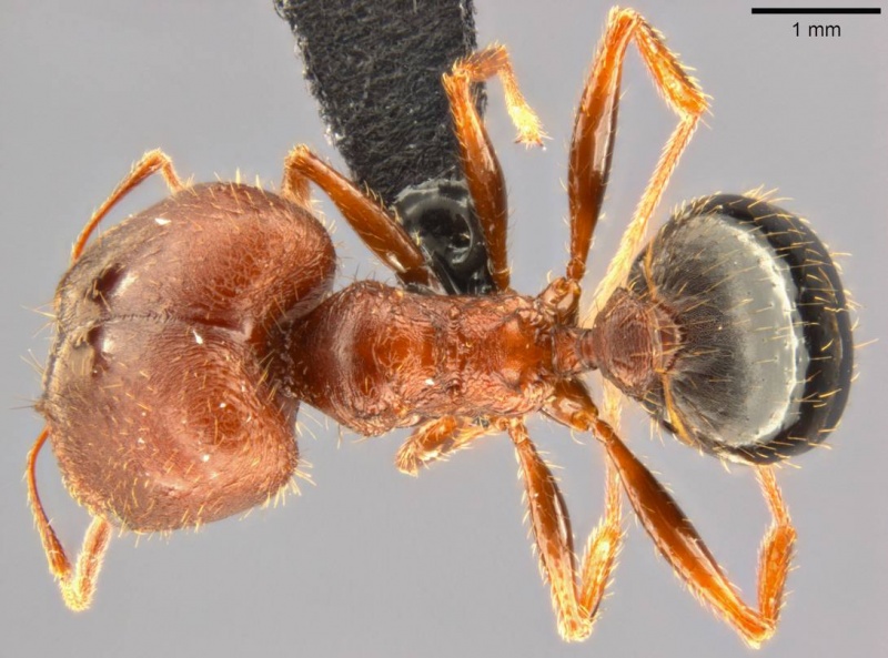 File:Pheidole crassinoda casent0282711 d 1 high.jpg