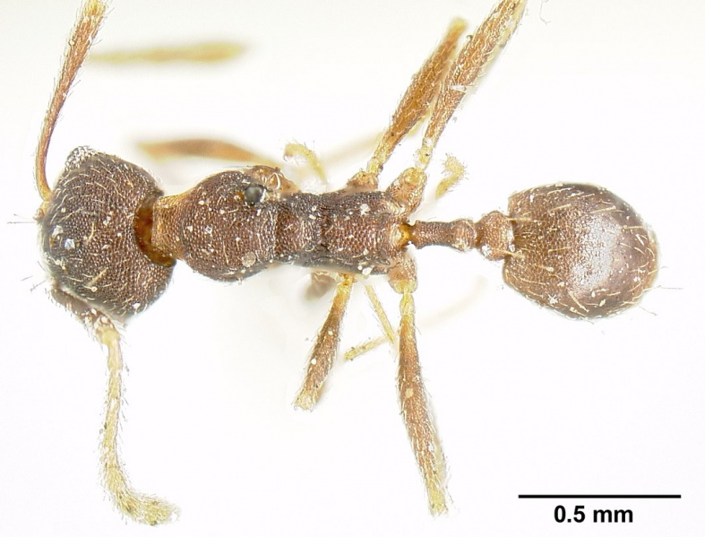 File:Pheidole radoszkowskii casent0601267 dorsal 1.jpg