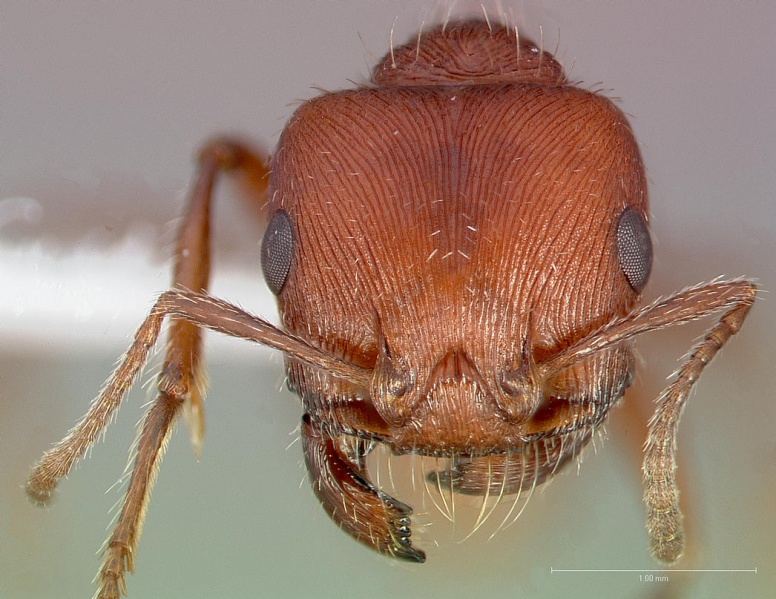 File:Pogonomyrmex brevispinosus casent0005715 head 1.jpg