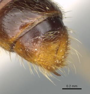 Sphinctomyrmex rufiventris casent0900310 p 2 high.jpg