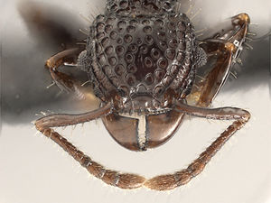 Acanthomyrmex mindanao.jpg