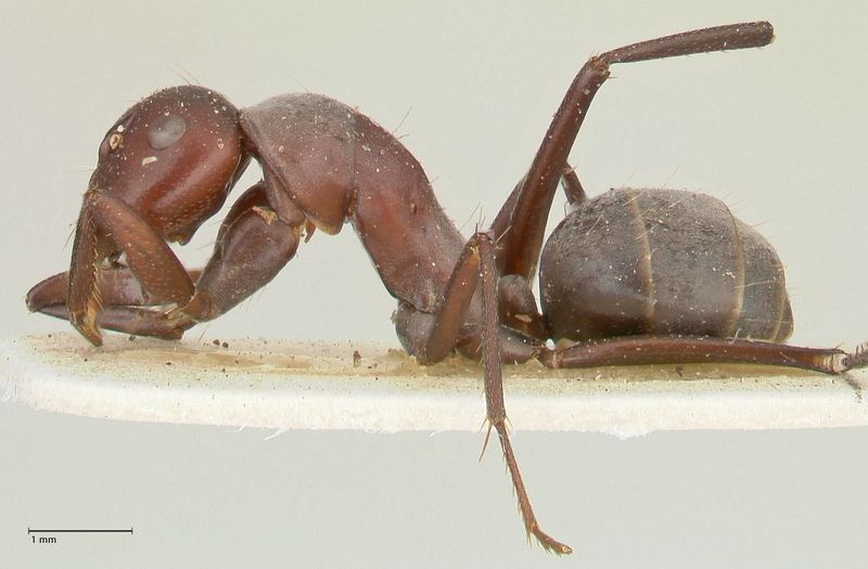 File:Camponotus afflatus focol2298 p 1 high.jpg