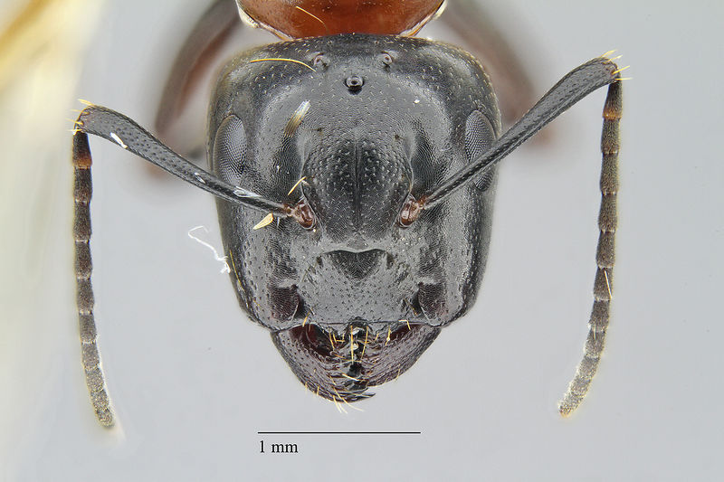 File:Camponotus hyatti hef2-5x.jpg