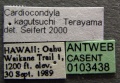 Cardiocondyla kagutsuchi casent0103438 label 1.jpg