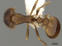 Colobostruma alinodis D casent0280686.jpg