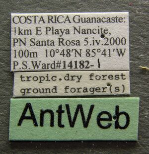 Forelius pruinosus psw14182-1 label 1.jpg