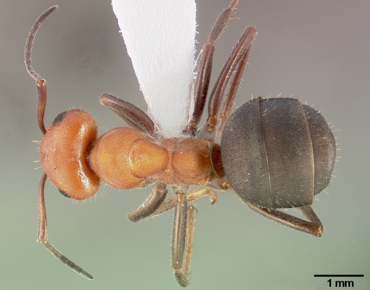 File:Formica obscuripes casent0005389 dorsal 1.jpg