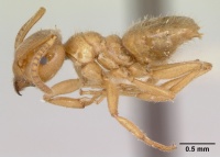 Lasius nevadensis casent0172890 profile 1.jpg