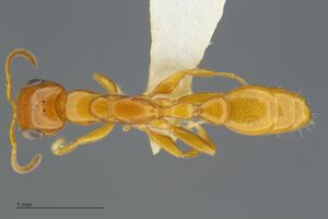 MCZ-ENT00529020 Pseudomyrmex pallidus had3-2x.jpg