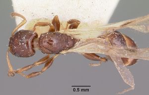 Nesomyrmex madecassus casent0101588 dorsal 1.jpg