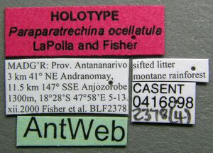 Nesomyrmex madecassus casent0416898 label 1.jpg