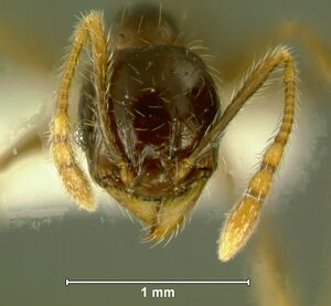 Pheidole-sauberiHm10.jpg