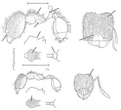 Pheidole dyctiota Wilson 2003.jpg