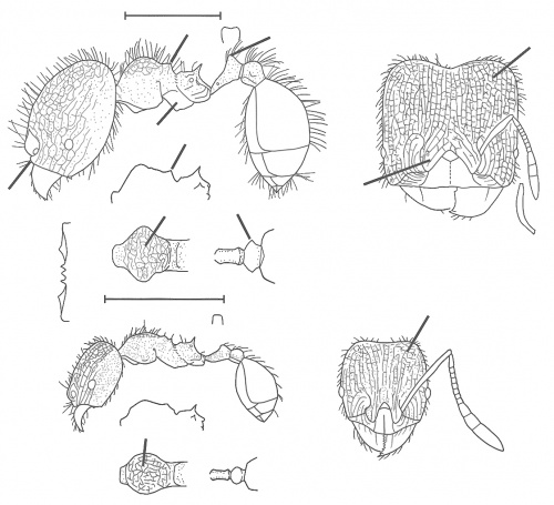 Pheidole dyctiota Wilson 2003.jpg
