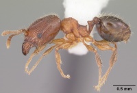 Pheidole moerens casent0104525 profile 1.jpg