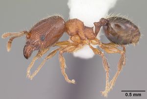 Pheidole moerens casent0104525 profile 1.jpg