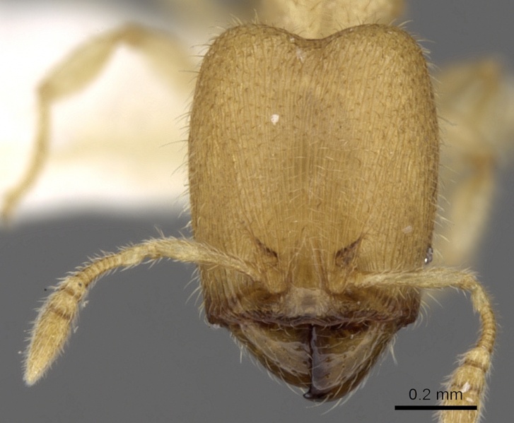 File:Pheidole parvicorpus casent0281687 h 1 high.jpg