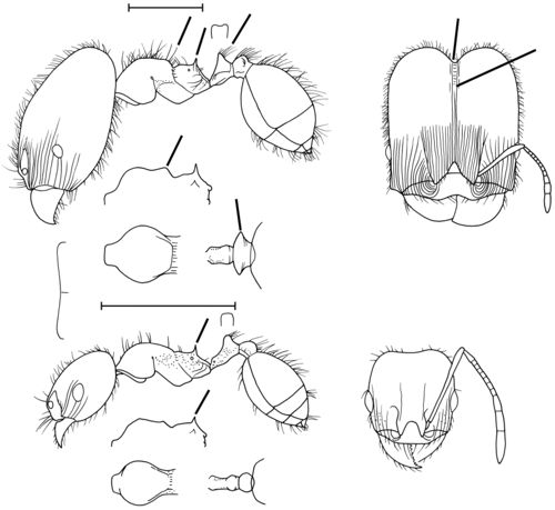 Pheidole spadonia Wilson 2003.jpg