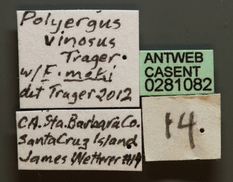 File:Polyergus vinosus casent0281082 l 1 high.jpg