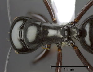 Polyrhachis acuminata top 32 Antwiki.jpg