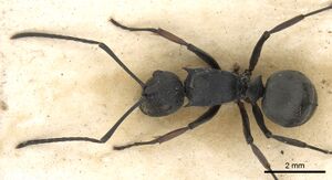 Polyrhachis vindex casent0901861 d 2 high.jpg